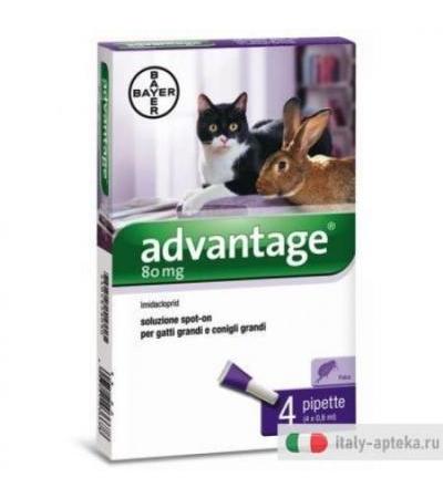 Advantage Spot On 4 Pipette 0,8ml Antiparassitario Gatti/Conigli Grandi
